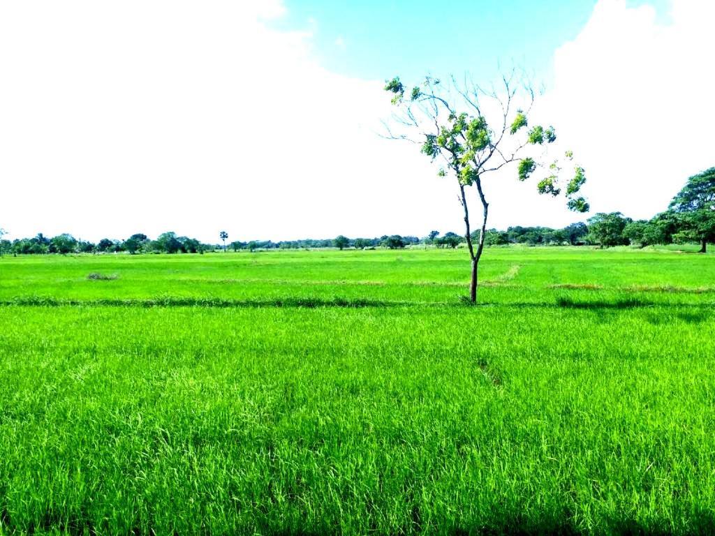 Athyantha Resort Anuradhapura Zewnętrze zdjęcie